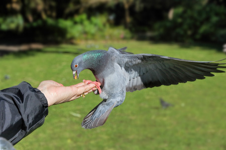 Pigeon eating peanuts from woman's hand in sunny parkの写真素材