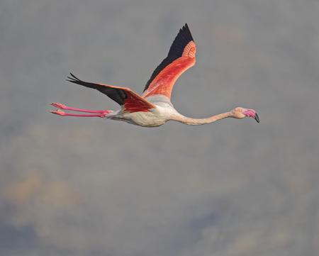 Flamingo flying against rocky mountains in distanceの写真素材