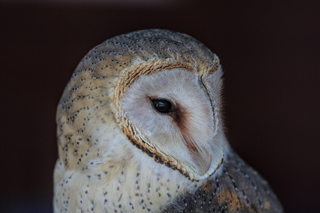 Portrait of barn-owl, showing just one eye and soft, delicate plumageの写真素材