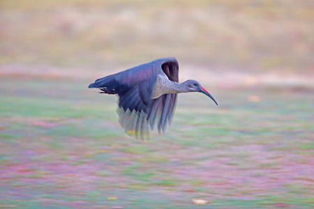 Hadeda Ibis ( Bostrychia hagedash) taking off with moderate motion-blur on flapping wings against mottled backgroundの写真素材