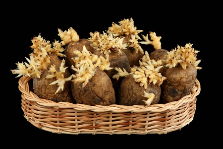 The sprouted tubers of a potato in a wattled basket の写真素材