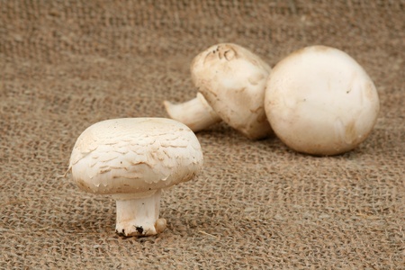 Champignon on a hessian の写真素材