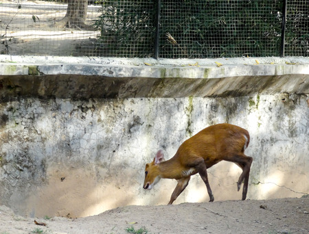 female sambar deer In a zooの写真素材