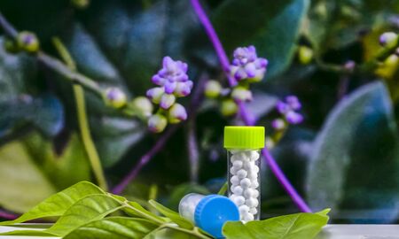 Homeopathic Concept - Bottles of Homeopathic sugarball pills on green leaves with blurred wild purple flower backgroundの写真素材