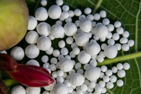 Close up view of scattered homeopathic pills with flower bud and wild fruit on green leaf. Natural medicine conceptの写真素材