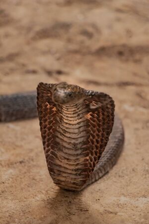 Close view of the Indian Cobra snake with hood on sand. Wildlife photography