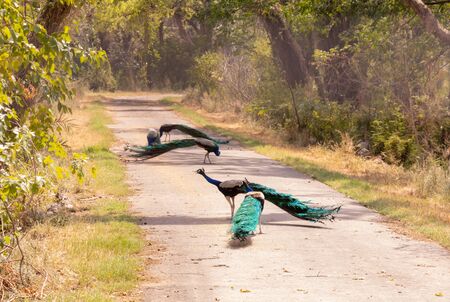 Beautiful group of Peacocks roaming in the middle of the road. Indian wildlife birdsの写真素材