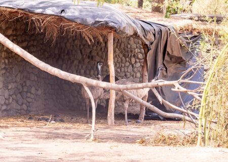 Bird ostrich standing in shed at chhatbir zoo. Wildlife birdの写真素材