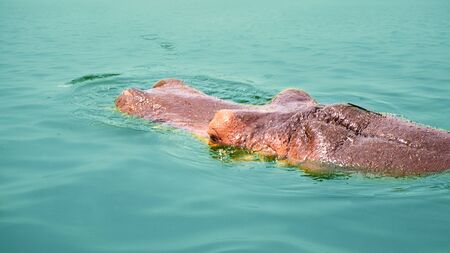Close view of muzzle of hippopotamus(Hippopotamus amphibius) on the water