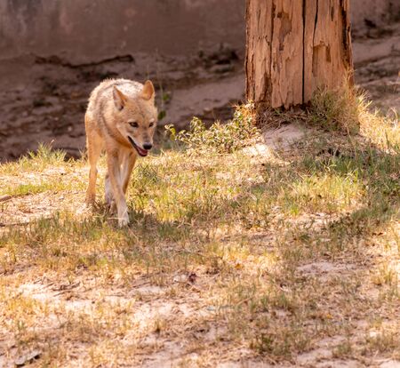 Hyena (Hyaenidae) Scavenger walking in chhatbir zoo, Indiaの写真素材