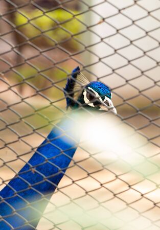 Wildlife bird - Spotted beautiful Blue Peacock face in the cage at zooの写真素材
