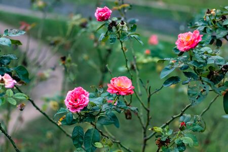 beautiful floribunda flower in the garden. morning walk and fresh conceptの写真素材