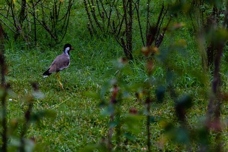 beautiful shot of red-wattled lapwing rove on grass in the garden. nature concept