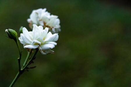 beautiful white roses in the garden with copy space. winter and morning conceptの写真素材