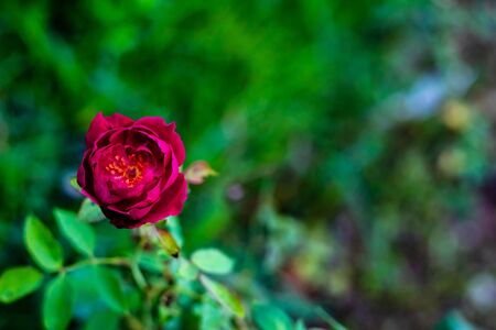 mid close up beautiful dark red rose on blurry green background with copy space in the right. rose day conceptの写真素材