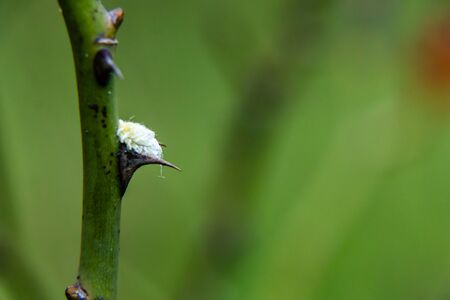 Rosebush thorns with blurry green background and a furry insect on it. Life and struggles conceptの写真素材