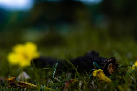 evening primrose flower fallen on a dried branch in garden and bokeh in the background. fall and winter conceptの写真素材