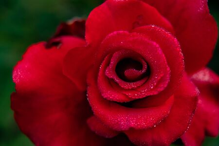 amazing macro photography of red rose with dew drops on petals in the garden. nature and winter...