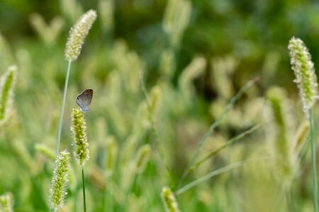 beautiful common blue butterfly sitting on wild flower against the blurry background with copy space. nature conceptの写真素材
