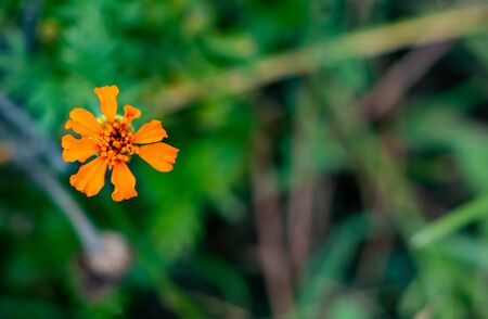 beautiful orange tagetes patula flower also called marigold against a green background. fresh and morning conceptの写真素材