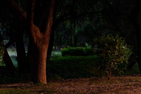beautiful photography of sunlight fallen on a trees and soil. sunrise and early morning conceptの写真素材