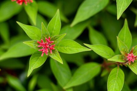 beautiful two wild flower plant over the green background. wild conceptの写真素材
