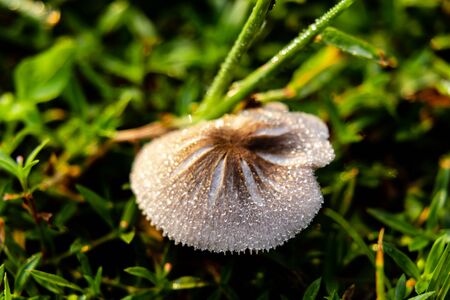 dew drops on the wild mushroom with green grass. nature and wild conceptの写真素材