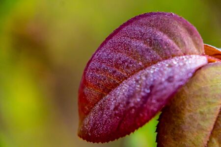 macro photography of beautiful red rose leaf in front of blurred green background. fresh nature...