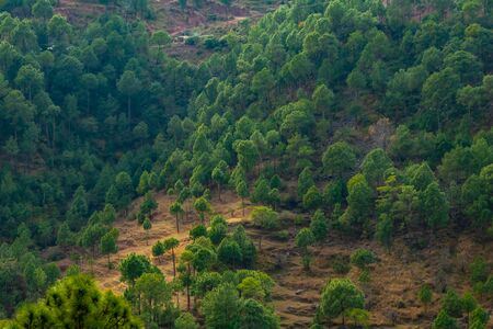 a sunlight fallen on mountain along side trees, nature concept