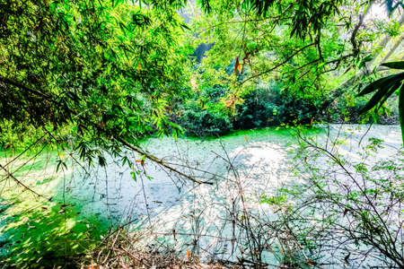 A wild desolate place with a swamp and trees all aroundの写真素材