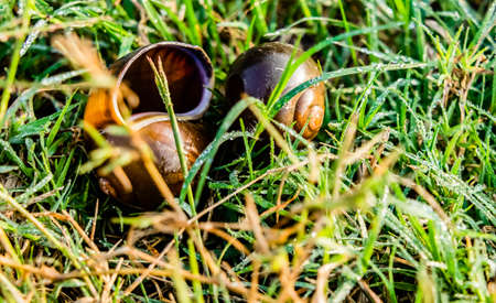 High angle close up shot of two empty shells in a lawn with green grass dew dropsの写真素材