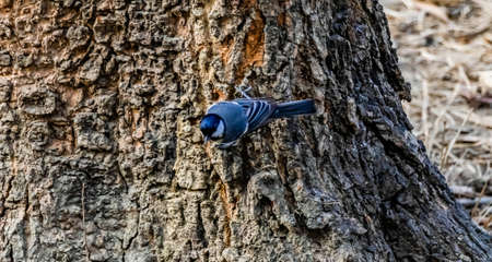 A tiny bird with black feathers sitting on a treeの写真素材