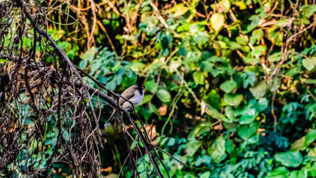An Indian Nightingale bird with defocused bushes in the backgroundの写真素材