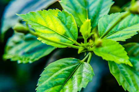 Close up shot of Hibiscus flower leaves with defocused backgroundの写真素材