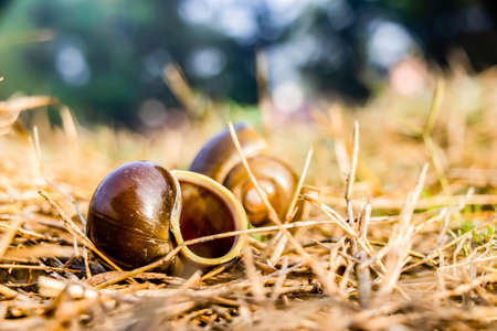 Close up shot of empty snail shells with dry grass and defocused backgroundの写真素材