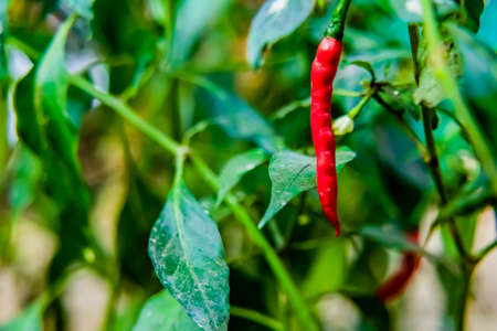 Close up shot of one red chilli hanging from the plantの写真素材