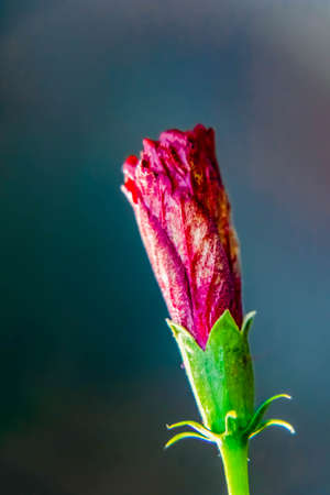 Close up shot of Hibiscus flower bud with defocused background in portrait orientationの写真素材