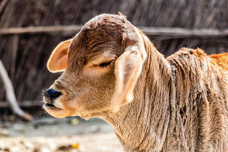 A baby cow tied to a rope - animal cruelty conceptの写真素材