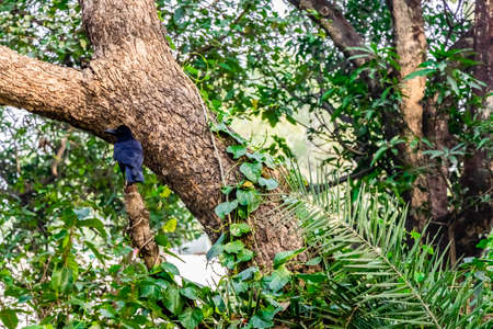 Close up shot of a crow sitting on a tree branch with defocused background - natural habitat conceptの写真素材