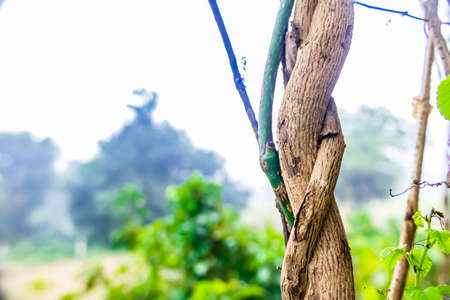 Close up shot of spiral vine, leaves with defocused backgroundの写真素材