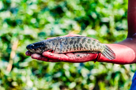 Close up shot of a fish held in hand with defocused backgroundの写真素材