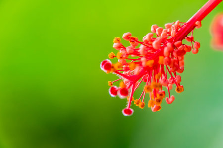 Macro shot of Hibiscus flower pollens with copy space and defocused backgroundの写真素材