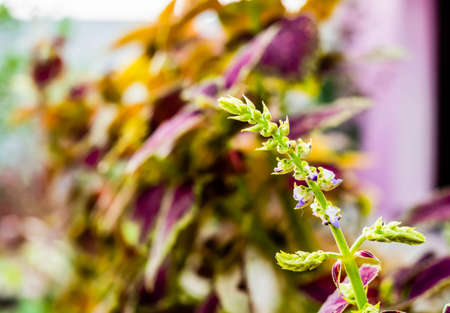 Close up shot of broomrapes plant & tiny purple flowers with defocused background and copy spaceの写真素材