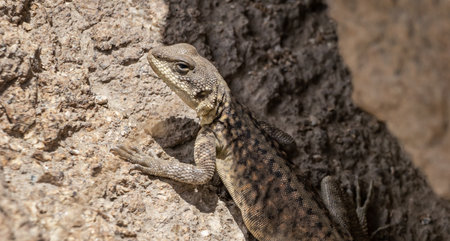 High angle close-up shot of a Himalayan Agama, looking like a lizard.の写真素材