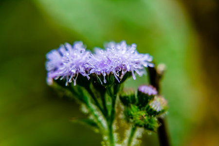 Extreme close up shot of dew drop on purple flower with defocused background.