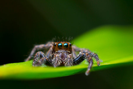 Jumping Spider on leaf