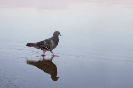 pigeon walking on waterの写真素材