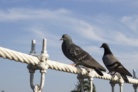 two pigeon alighted on wire rope bridge, say hiの写真素材