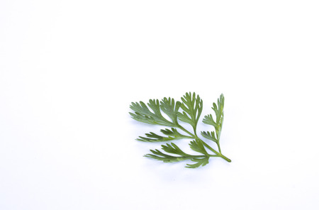 Coriander's leaf on white backgroundの写真素材