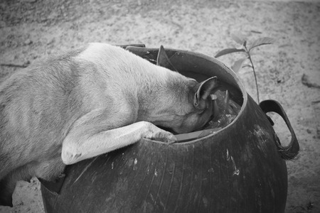 mommy dog finding some food for kids in a bin, black and white tonedの写真素材
